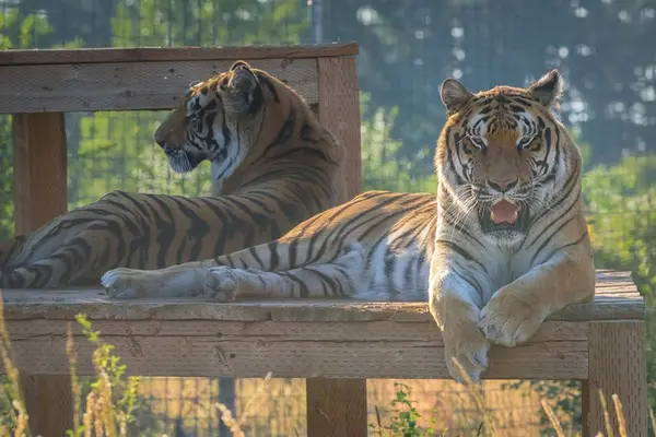 Hobbes the tiger lives at WildCat Ridge Sanctuary with his brother Calvin (background). Photo courtesy of the sanctuary. 