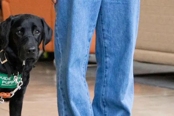 Newton, guide dog in training
