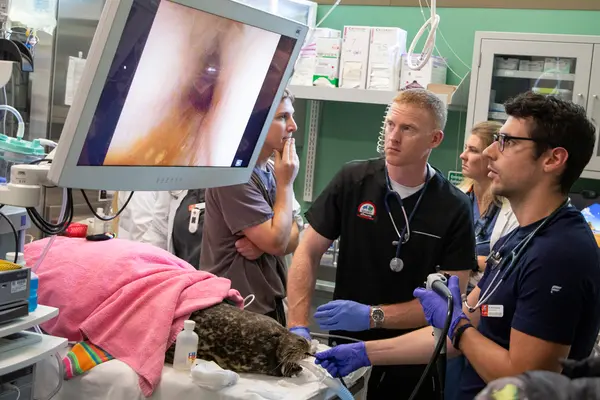 OSU Internal Medicine Resident Dr. Yanick Couture performs the endoscopic exam while Dr. Lewer watches.  