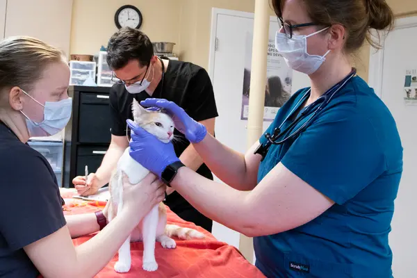 Students examen feline