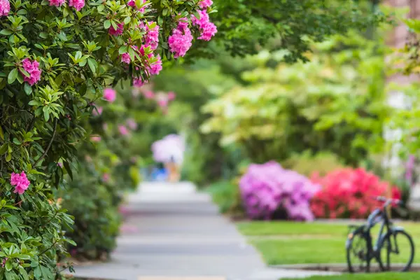 Flowers, grass and bikes on campus