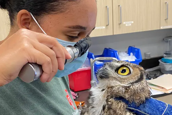 Veterinary student Kyndall Zieglowsky, class of 2023, inspects an owl's eye. 