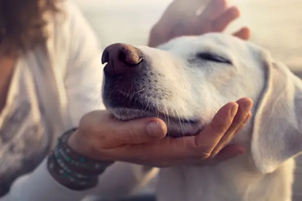 White puppy being petted