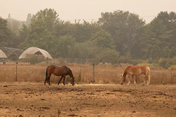 Horses in the field outside the veterinary hospital