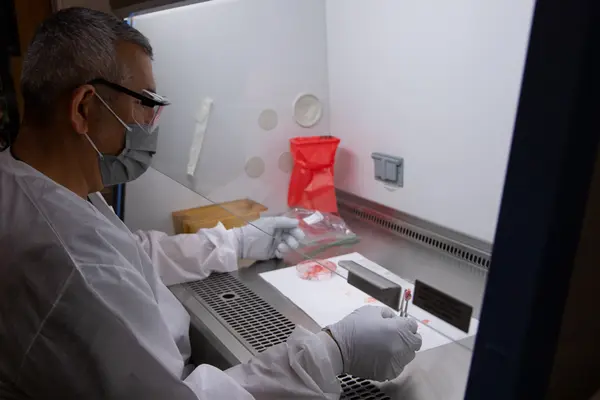 Microbiologist Nelson Osorio prepares a slide for rabies testing by blotting the sample tissue on it. 