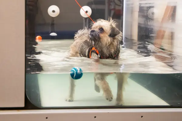 Vanessa doing physical therapy on the underwater treadmill.