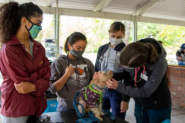 Leila Shetula, Karina Vajda and Jessika Rosewitz get advice from '21 graduate Dr. Eilea Delgadillo while examining a patient at the Street Dawgs & Cats event.