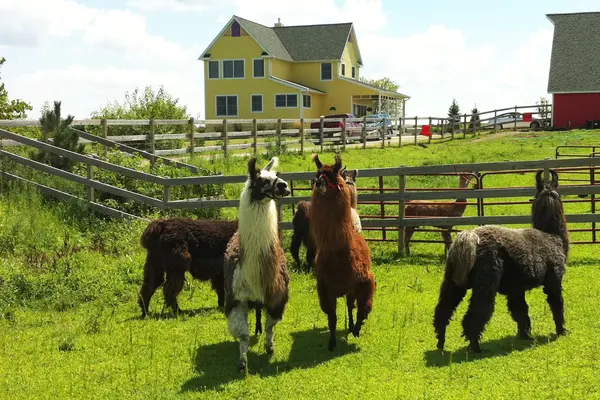 Herd of camelids