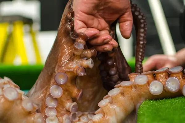 Octopus