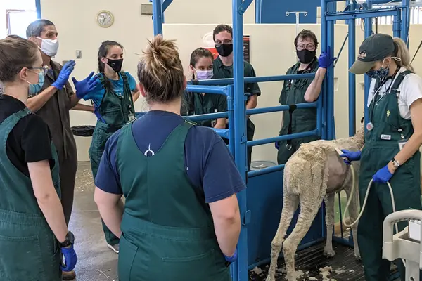 Catherine Skinner examines an alpaca as Dr. Christopher Cebra teaches during the camelid course. 