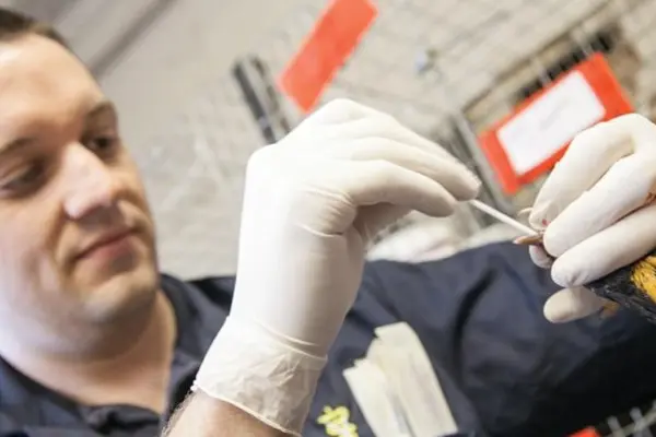 Dr. Ryan Scholz and a chicken