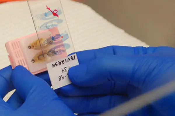 thin sample of tissue from zebrafish on a slide