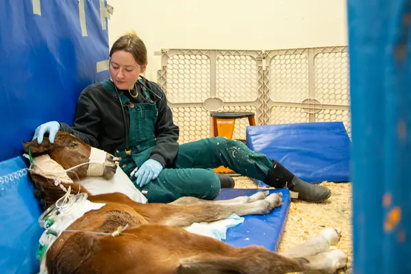 horse and vet student