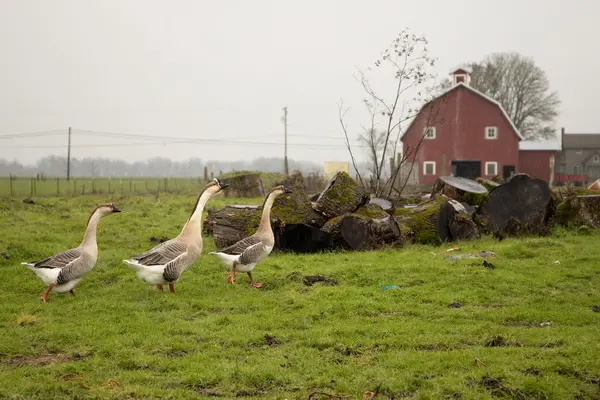 Geese on a farm