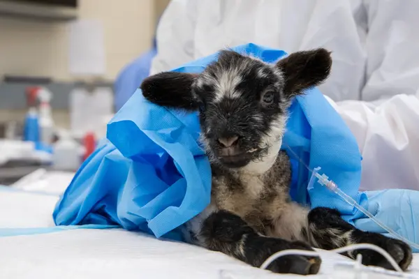 lamb getting medical care
