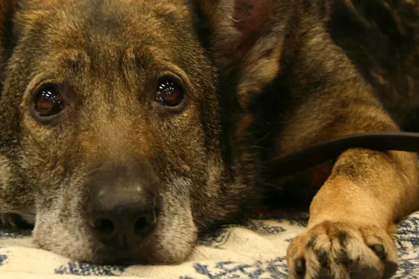 Dog lies on rug.