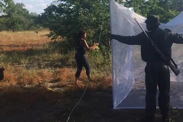 Researchers trapping mosquitoes in Kruger National Park in South Africa