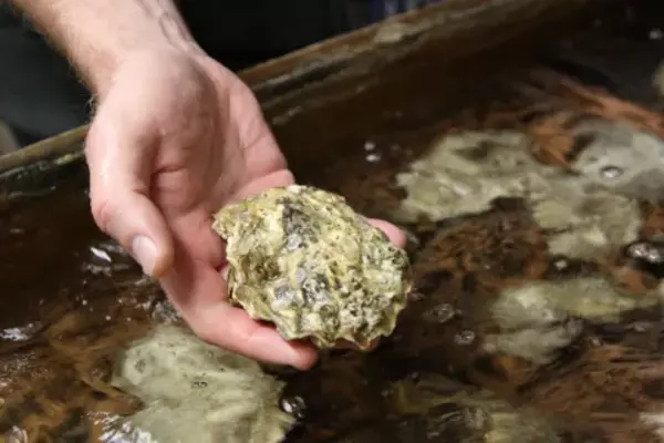 Oyster in hand 