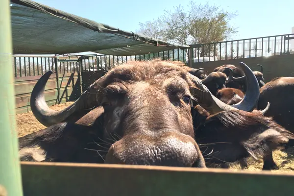 African Buffalo looks over fence.