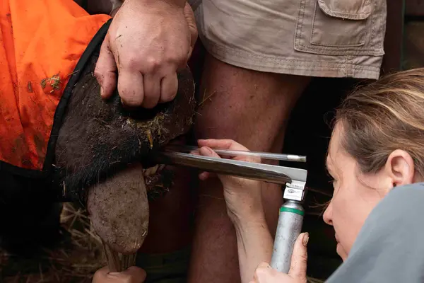 Foot-and-mouth disease testing. State Veterinarian Dr. Lin Mari de Klerk-Lorist probes a buffalo's tonsils to test whether the animal carries the virus. (credit Peter Buss)