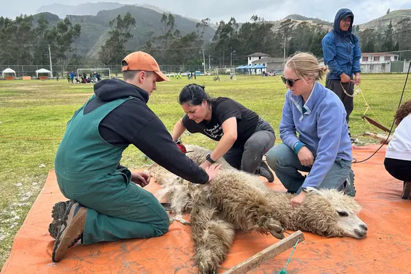 Veterinary students shear an alpaca