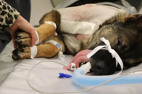Wounded German shepherd lies on surgical table under anesthesia.