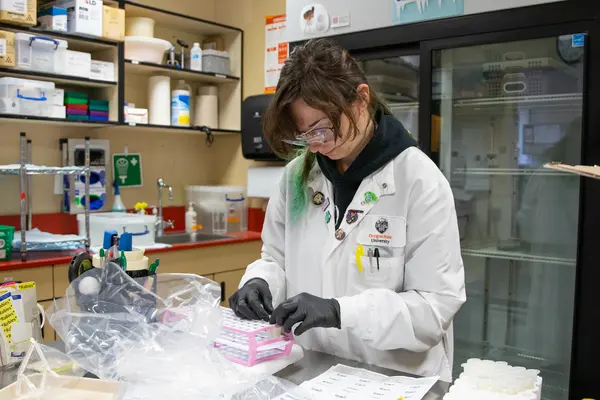 Technician prepares milk samples for testing in lab. 