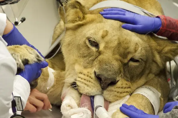 Gloved hands cradle head and paws of lioness under anesthesia.