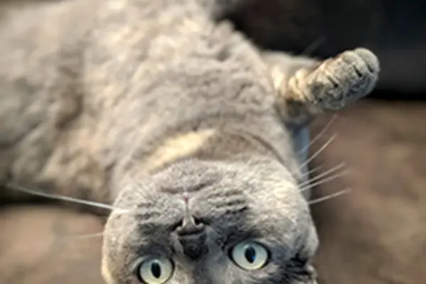 Cat lies on back on couch.