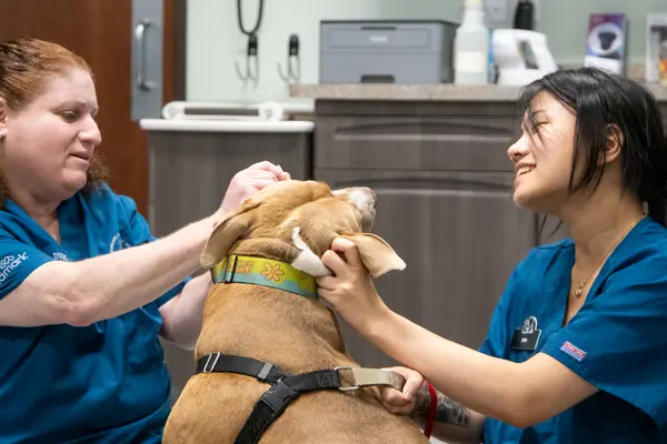 Veterinarian and technician examine a dog.