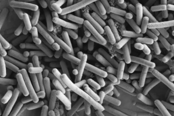 gut organisms under microscope