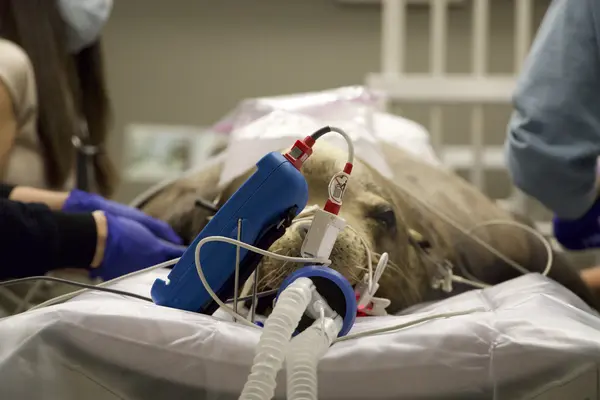 Sea lion under anesthesia lies on CT table.