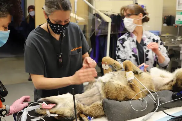 Red wolf lies on back under anesthesia.