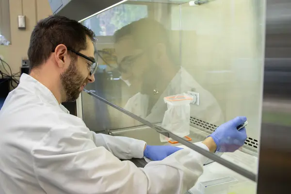 Microbiologist processes samples under a laboratory hood.