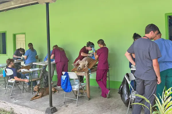 Veterinary students perform spays and neuters