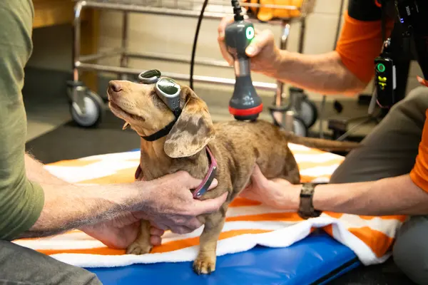 Dachshund wearing safety goggles gets laser therapy from rehab specialist.