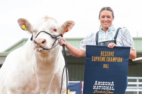 Person with championship banner holds halter of standing Charolais bull.