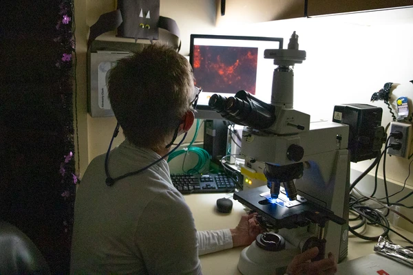 Wendy Black looks at slides on a microscope in the diagnostic lab.  