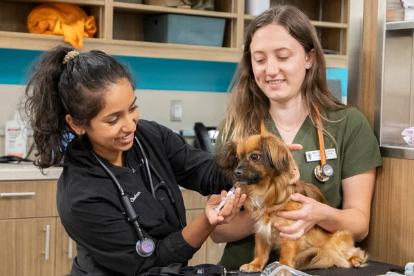 Dr. Chalam and veterinary student give dog a shot in vet hospital.