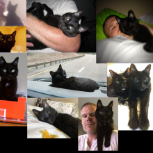 Collage of photos of a black cat snuggling and laying down