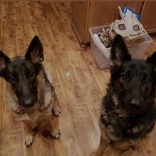 Two brown and black large dogs sitting in the kitchen together