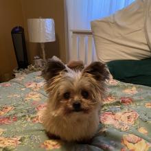 Small fluffy dog sitting on a flower patterned bed