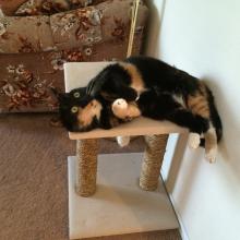 Black and white cat laying on a scratching post