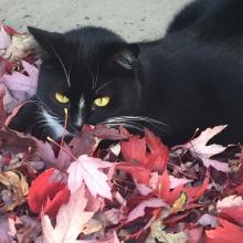 Black cat laying in a pile of brightly colored leaves