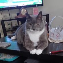 Grey and white cat sitting on a table