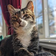 Brown cat with a white streak sitting on the couch in front of a window