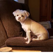 Small white dog sitting on a couch inside