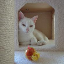 White cat laying down inside a cat play structure