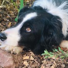 black and white dog