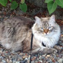 White and brown cat with blue eyes sitting under a bush 